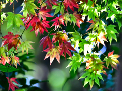 紅葉(1)