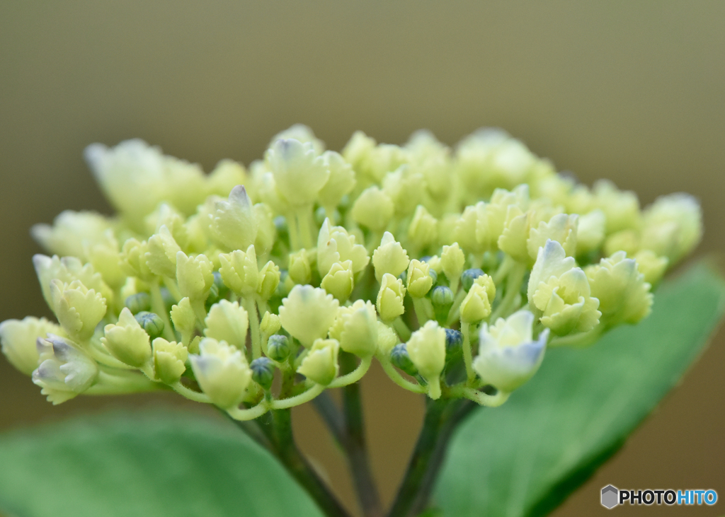 紫陽花