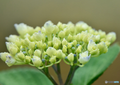 紫陽花