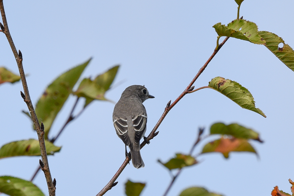 コサメビタキ(1)