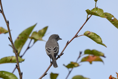 コサメビタキ(1)