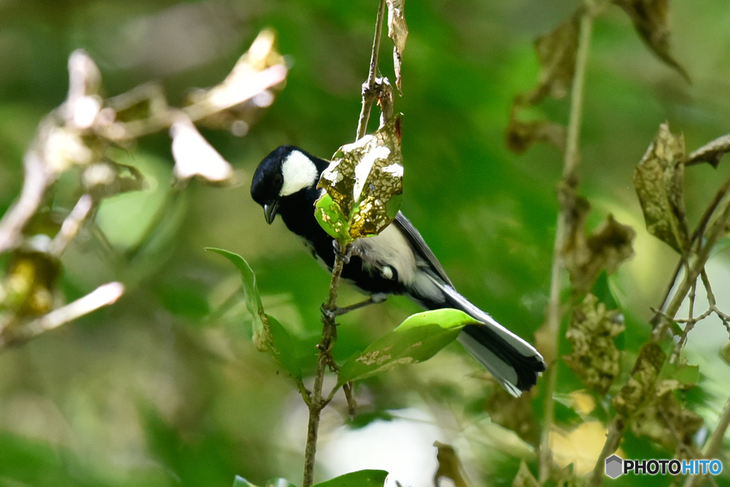 シジュウカラ-3