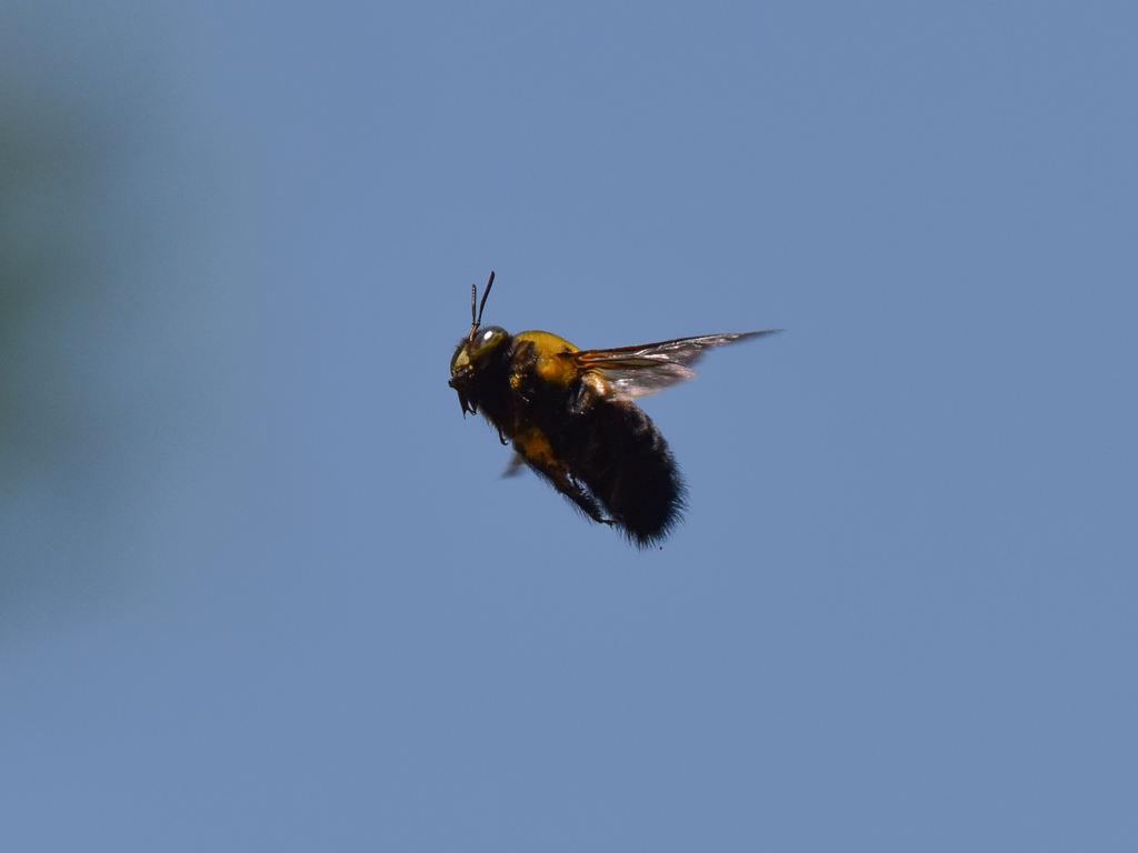 クマバチ