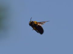 クマバチ