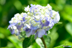 紫陽花