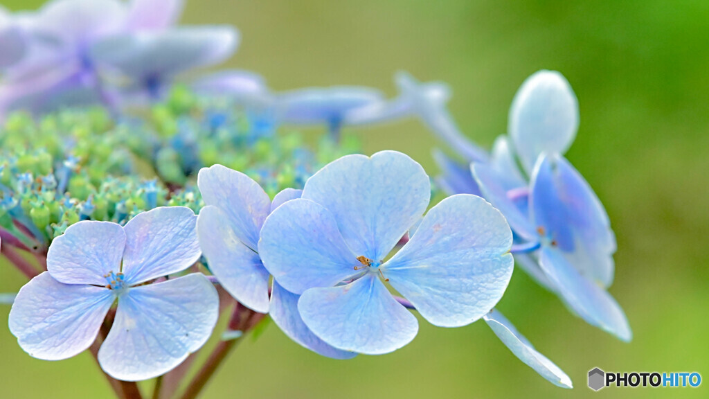 紫陽花