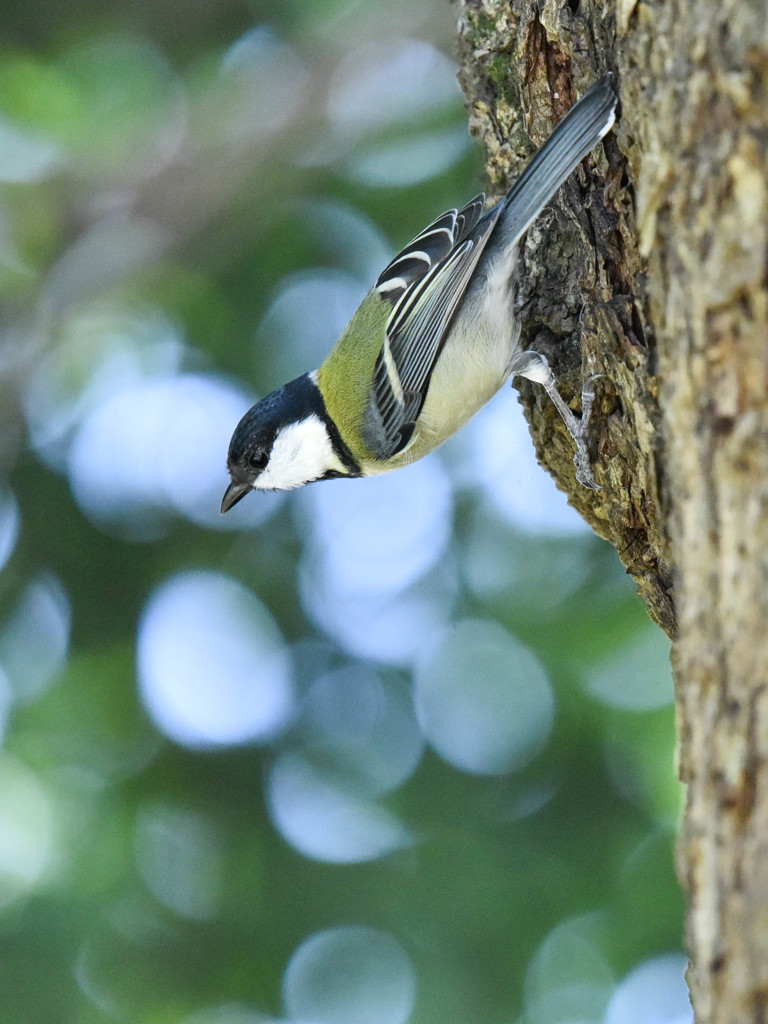 シジュウカラ