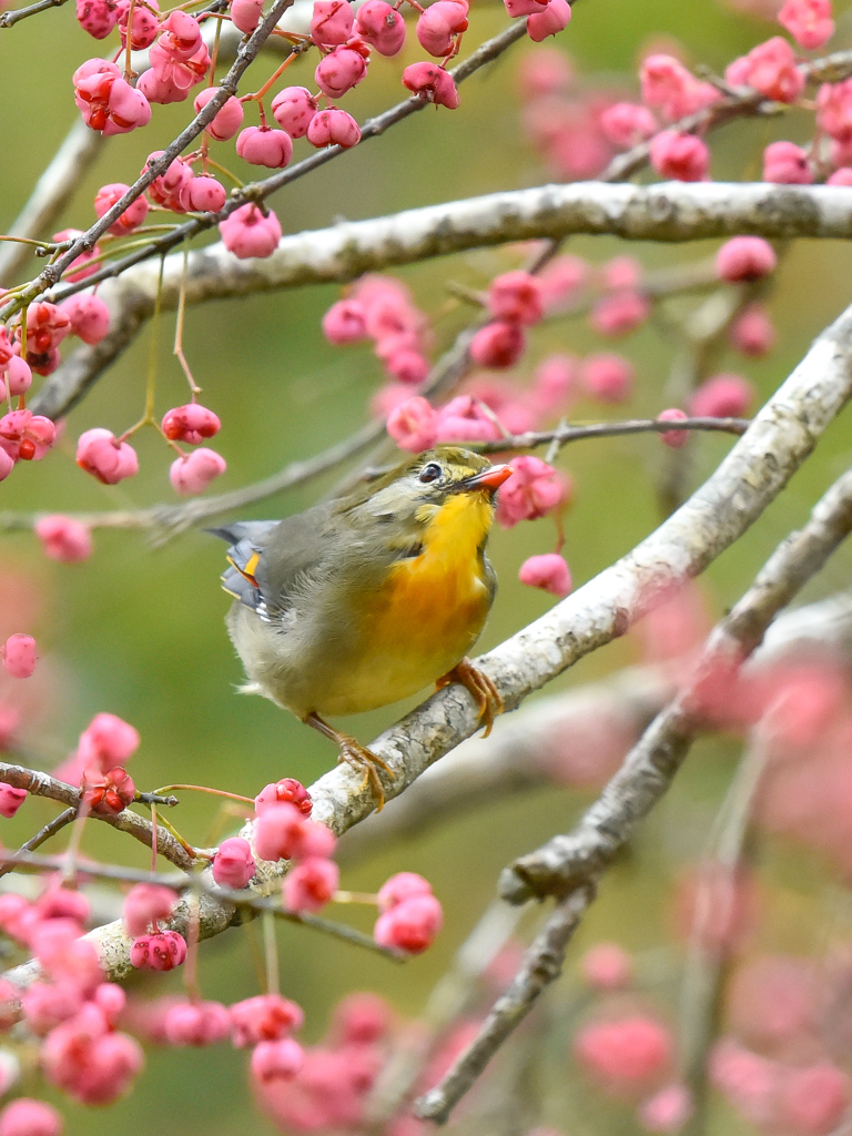 ソウシチョウ