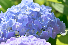 紫陽花