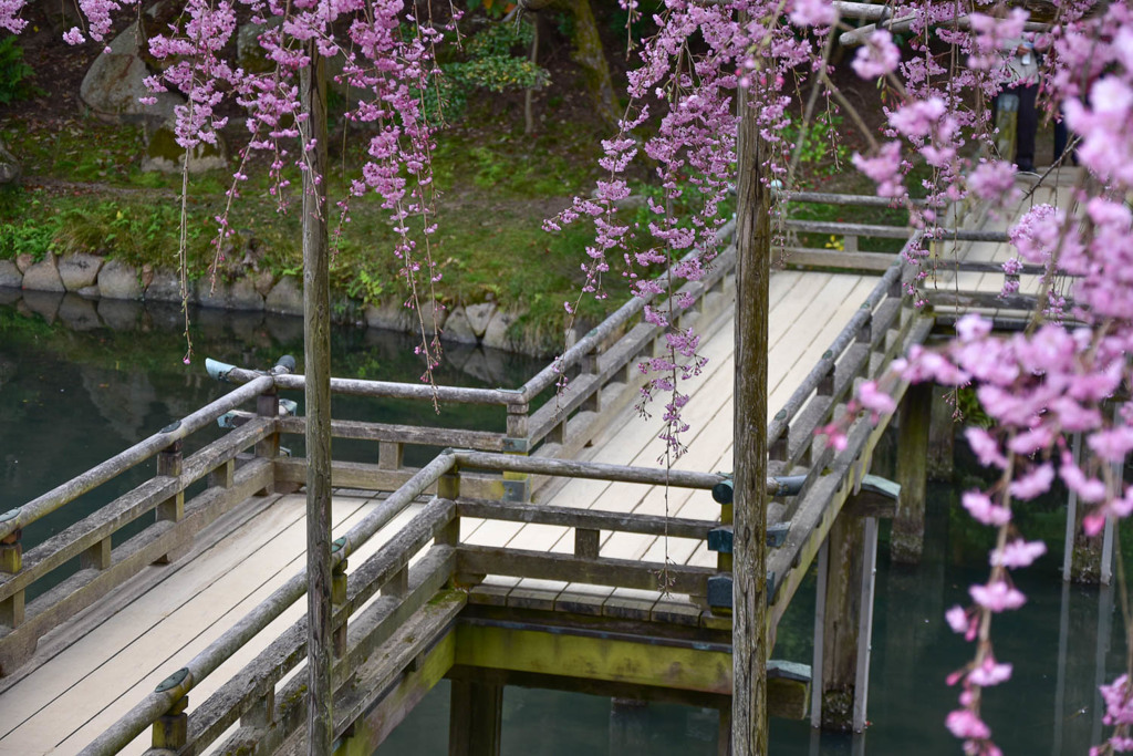 岡山後楽園の枝垂桜