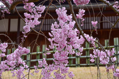 岡山後楽園の枝垂桜