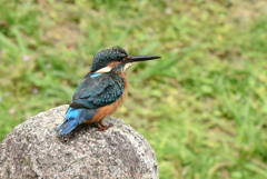 カワセミ