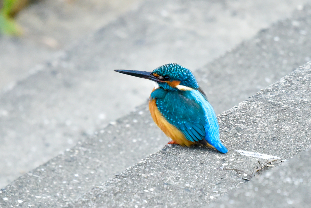 カワセミ