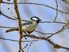 シジュウカラ