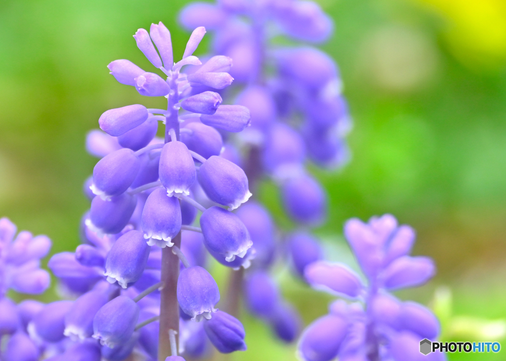 庭の草花