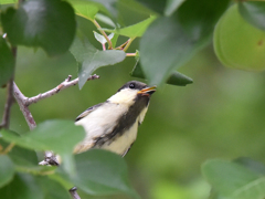 シジュウカラ-2
