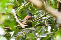 サンコウチョウ-3