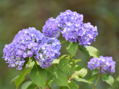 紫陽花-2