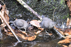 カワガラスの子供(3)
