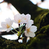 胴吹き桜