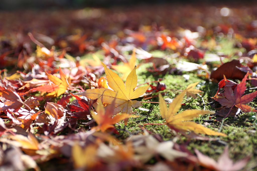 紅葉の落ち葉 By Hal Camera Id 写真共有サイト Photohito