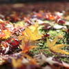 紅葉の落ち葉