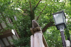 鎌倉 鶴岡八幡宮にいた奴！