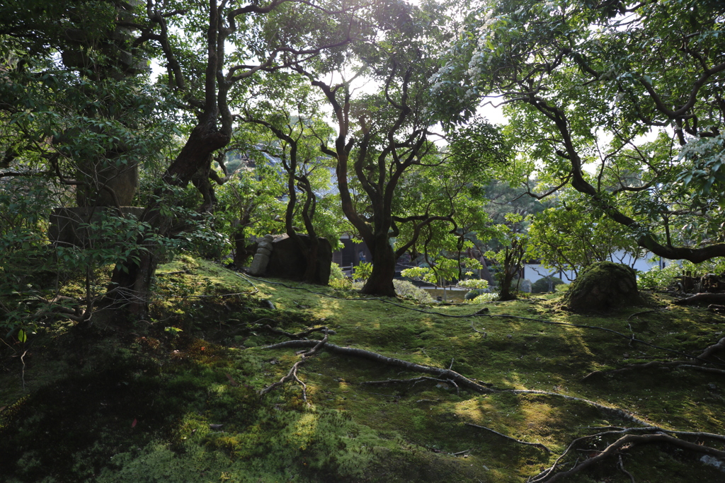 青蓮院門跡の庭
