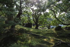 青蓮院門跡の庭