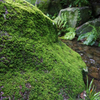 苔がびっしり生えた岩