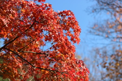 秋の写真