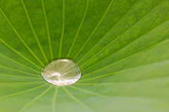 蓮の葉の雨水