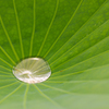 蓮の葉の雨水