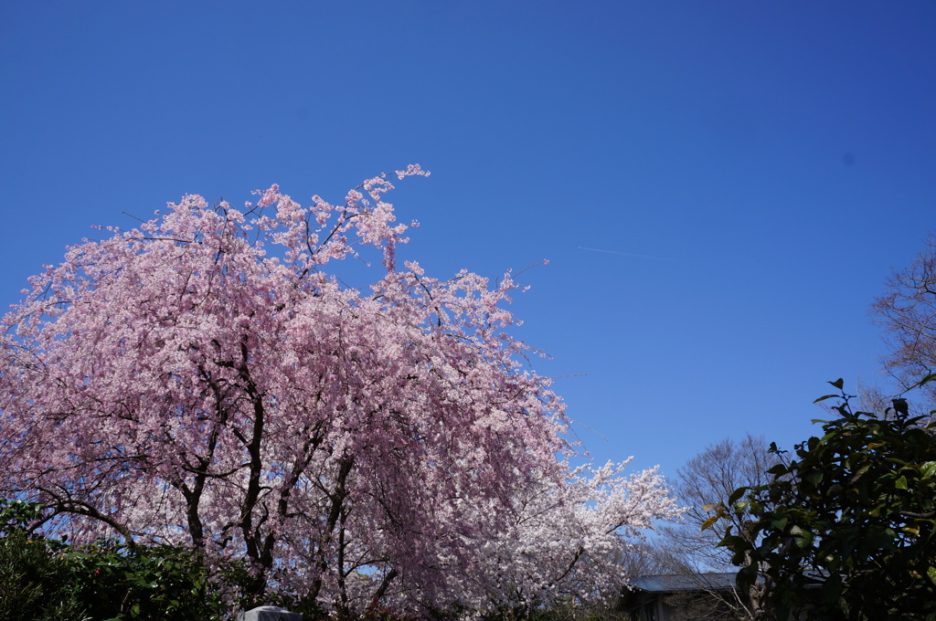 桜