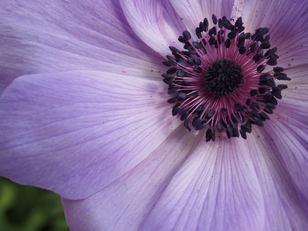 DEEP PURPLE