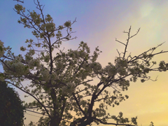 夕ぐれ