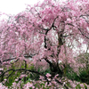 枝垂れ桜