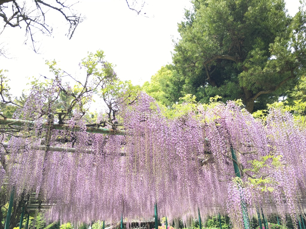 藤の花