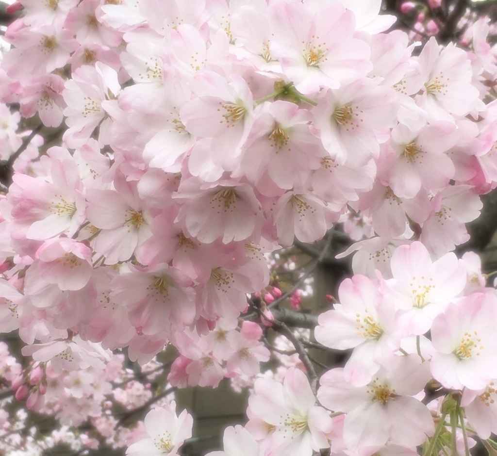 はる