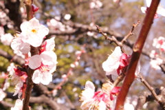 さくら