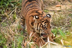 H２９．４．２９ズーラシアにて⑥