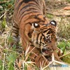 H２９．４．２９ズーラシアにて⑥