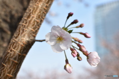 開花一番乗り