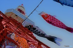 H２９．５．５東京タワー②