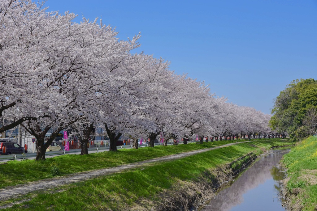 桜満開の季節