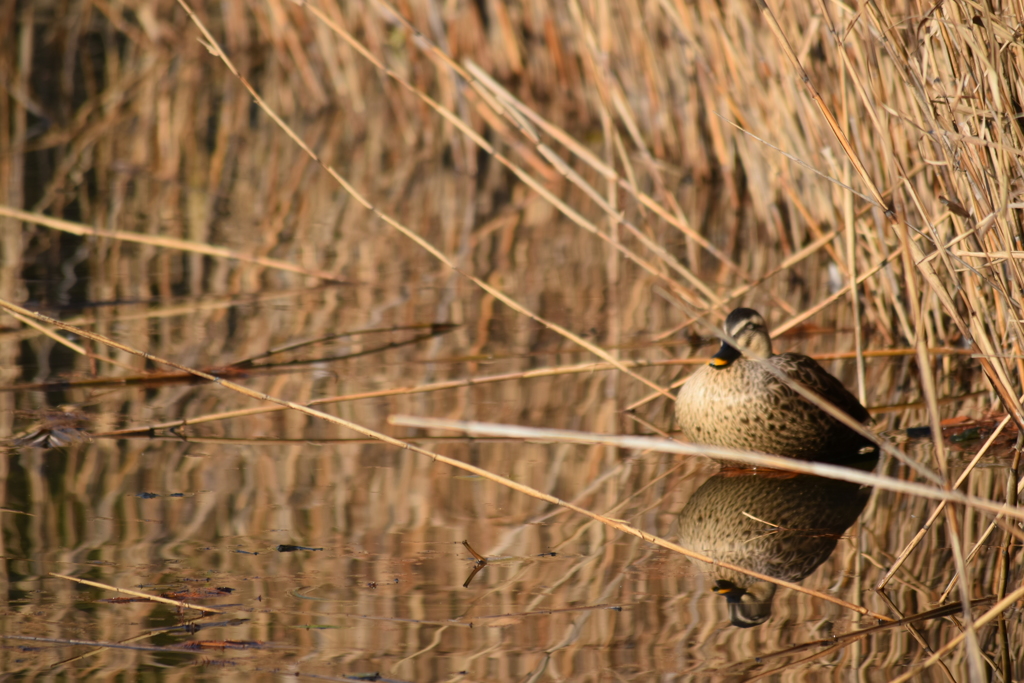 池辺に佇むカモ