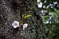 大木に咲く花二輪の桜