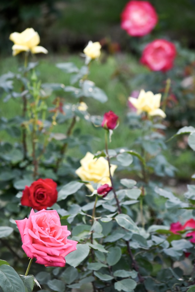 色とりどりの薔薇