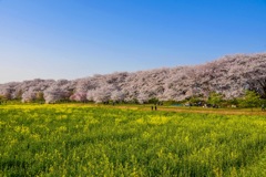 埼玉県 幸手市 権現堂公園