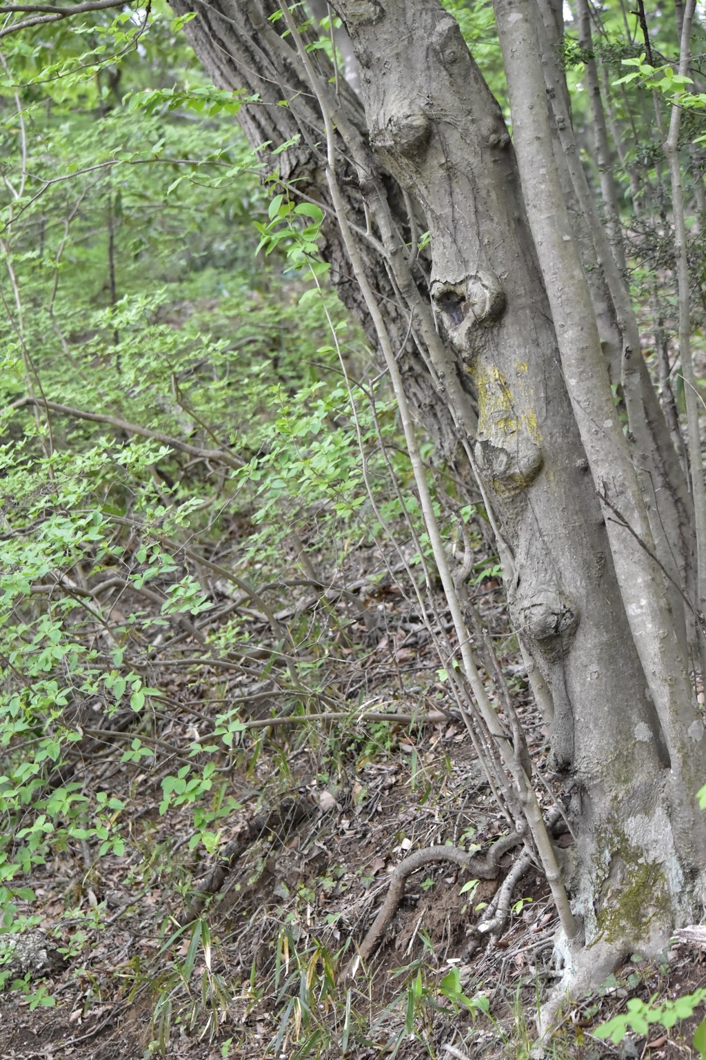 コブだらけの木